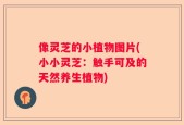 像灵芝的小植物图片(小小灵芝：触手可及的天然养生植物)