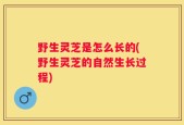 野生灵芝是怎么长的(野生灵芝的自然生长过程)