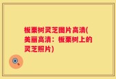板栗树灵芝图片高清(美丽高清：板栗树上的灵芝照片)