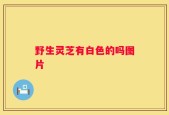 野生灵芝有白色的吗图片