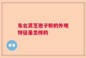 东北灵芝孢子粉的外观特征是怎样的