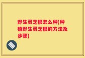 野生灵芝根怎么种(种植野生灵芝根的方法及步骤)