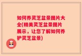 如何养灵芝盆景图片大全(精美灵芝盆景图片展示，让您了解如何养护灵芝盆景)