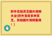 野外实拍灵芝图片视频大全(野外发现多种灵芝，实拍图片视频集锦！)