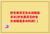 野生黑灵芝生长周期是多长(野生黑灵芝的生长周期是多长时间？)