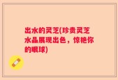出水的灵芝(珍贵灵芝水晶展现出色，惊艳你的眼球)