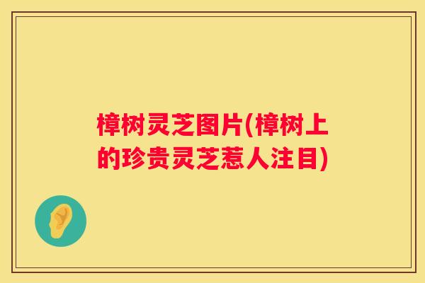 樟树灵芝图片(樟树上的珍贵灵芝惹人注目)