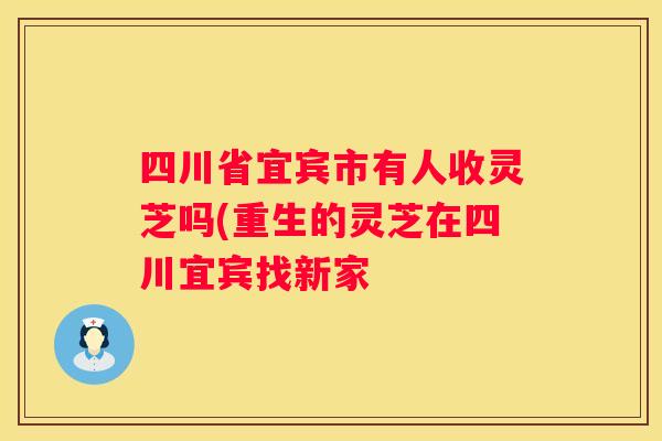 四川省宜宾市有人收灵芝吗(重生的灵芝在四川宜宾找新家