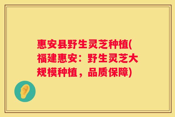 惠安县野生灵芝种植(福建惠安：野生灵芝大规模种植，品质保障)