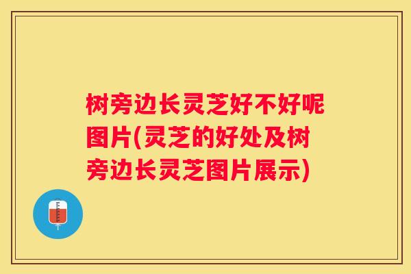 树旁边长灵芝好不好呢图片(灵芝的好处及树旁边长灵芝图片展示)
