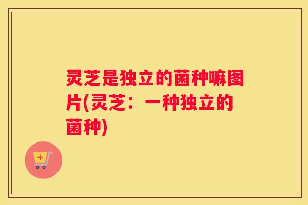 灵芝是独立的菌种嘛图片(灵芝：一种独立的菌种)