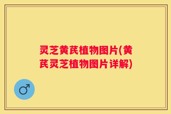 灵芝黄芪植物图片(黄芪灵芝植物图片详解)