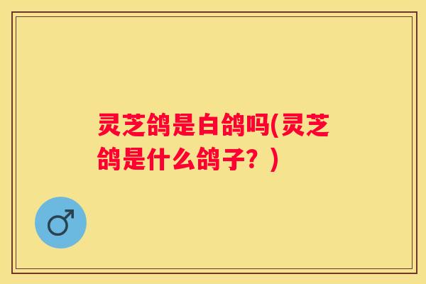 灵芝鸽是白鸽吗(灵芝鸽是什么鸽子？)
