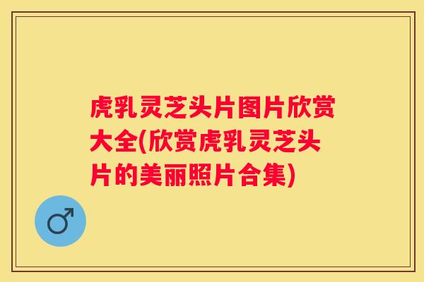 虎乳灵芝头片图片欣赏大全(欣赏虎乳灵芝头片的美丽照片合集) 虎乳灵芝头片图片欣赏大全(欣赏虎乳灵芝头片的美丽照片合集)