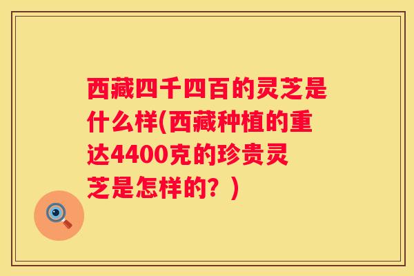 西藏四千四百的灵芝是什么样(西藏种植的重达4400克的珍贵灵芝是怎样的?) 西藏四千四百的灵芝是什么样(西藏种植的重达4400克的珍贵灵芝是怎样的?)