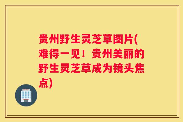 贵州野生灵芝草图片(难得一见!贵州美丽的野生灵芝草成为镜头焦点) 贵州野生灵芝草图片(难得一见!贵州美丽的野生灵芝草成为镜头焦点)