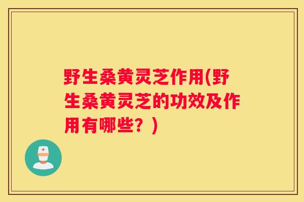 野生桑黄灵芝作用(野生桑黄灵芝的功效及作用有哪些?) 野生桑黄灵芝作用(野生桑黄灵芝的功效及作用有哪些?)