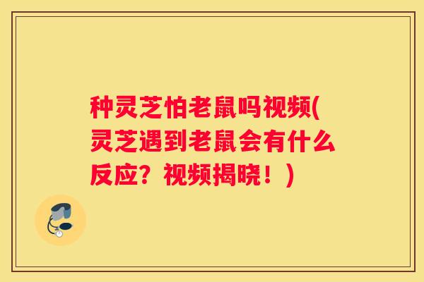 种灵芝怕老鼠吗视频(灵芝遇到老鼠会有什么反应?视频揭晓!) 种灵芝怕老鼠吗视频(灵芝遇到老鼠会有什么反应?视频揭晓!)
