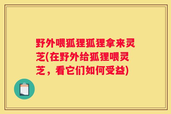 野外喂狐狸狐狸拿来灵芝(在野外给狐狸喂灵芝，看它们如何受益)