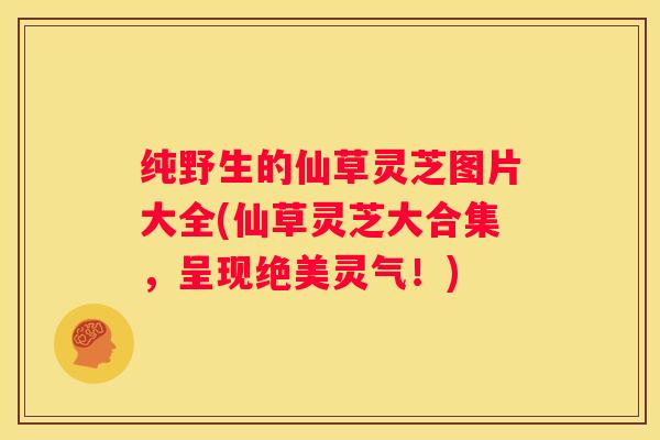 纯野生的仙草灵芝图片大全(仙草灵芝大合集，呈现绝美灵气！)