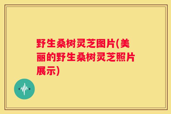野生桑树灵芝图片(美丽的野生桑树灵芝照片展示)