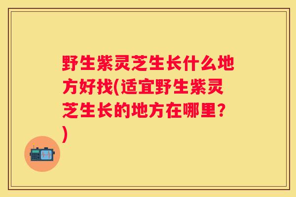 野生紫灵芝生长什么地方好找(适宜野生紫灵芝生长的地方在哪里？)