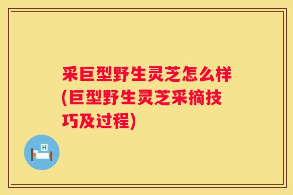 采巨型野生灵芝怎么样(巨型野生灵芝采摘技巧及过程)