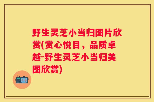 野生灵芝小当归图片欣赏(赏心悦目，品质卓越－野生灵芝小当归美图欣赏)