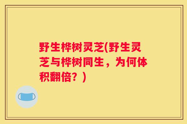 野生桦树灵芝(野生灵芝与桦树同生，为何体积翻倍？)