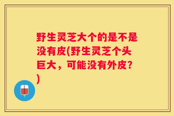 野生灵芝大个的是不是没有皮(野生灵芝个头巨大，可能没有外皮？)