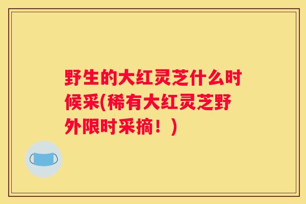 野生的大红灵芝什么时候采(稀有大红灵芝野外限时采摘!) 野生的大红灵芝什么时候采(稀有大红灵芝野外限时采摘!)