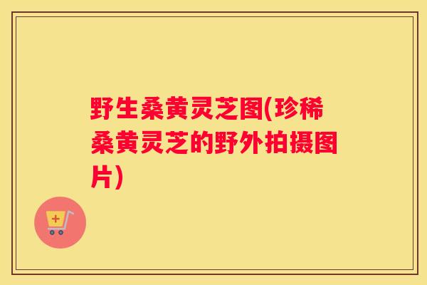 野生桑黄灵芝图(珍稀桑黄灵芝的野外拍摄图片)