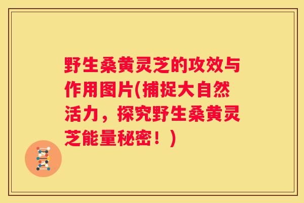 野生桑黄灵芝的攻效与作用图片(捕捉大自然活力，探究野生桑黄灵芝能量秘密！)