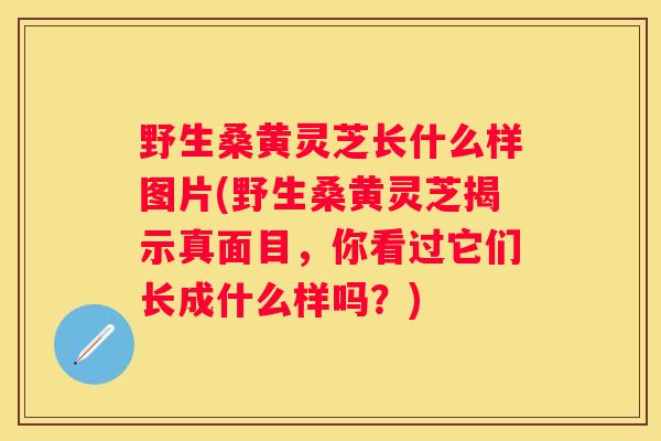 野生桑黄灵芝长什么样图片(野生桑黄灵芝揭示真面目，你看过它们长成什么样吗？)