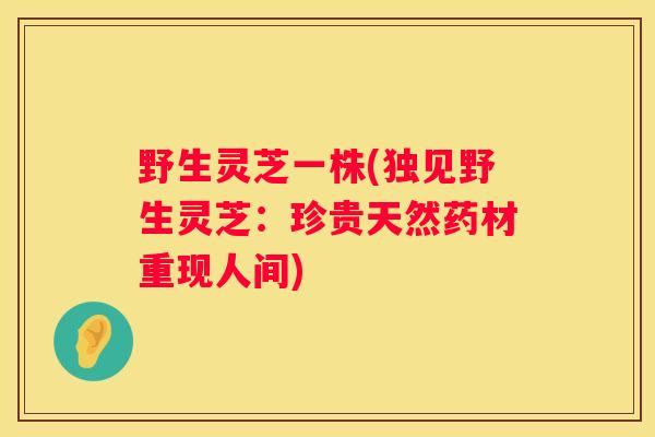野生灵芝一株(独见野生灵芝:珍贵天然药材重现人间) 野生灵芝一株(独见野生灵芝:珍贵天然药材重现人间)
