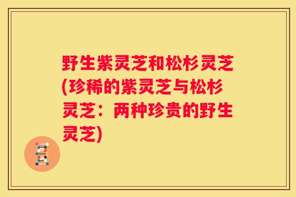 野生紫灵芝和松杉灵芝(珍稀的紫灵芝与松杉灵芝：两种珍贵的野生灵芝)