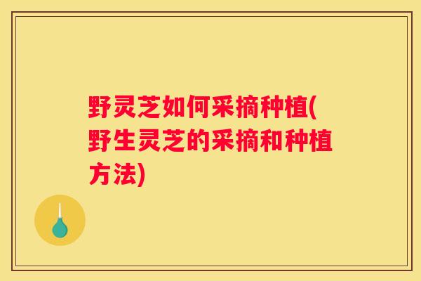 野灵芝如何采摘种植(野生灵芝的采摘和种植方法)