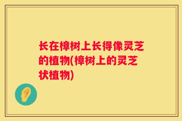 长在樟树上长得像灵芝的植物(樟树上的灵芝状植物)