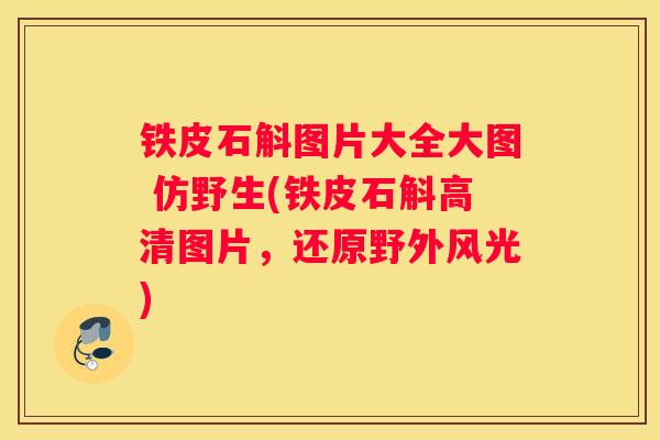铁皮石斛图片大全大图 仿野生(铁皮石斛高清图片，还原野外风光)
