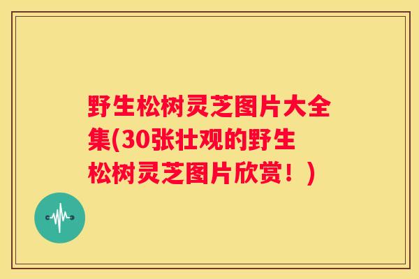 野生松树灵芝图片大全集(30张壮观的野生松树灵芝图片欣赏！)