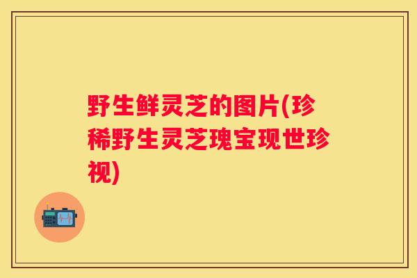野生鲜灵芝的图片(珍稀野生灵芝瑰宝现世珍视)