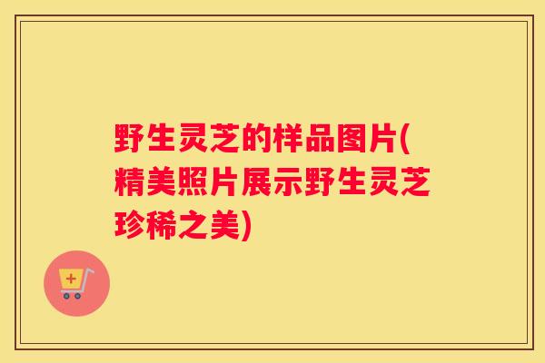野生灵芝的样品图片(精美照片展示野生灵芝珍稀之美)