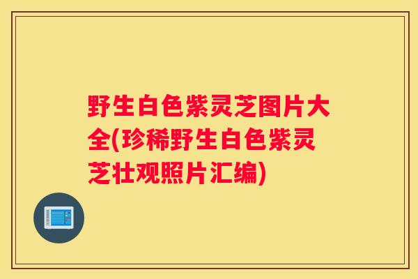 野生白色紫灵芝图片大全(珍稀野生白色紫灵芝壮观照片汇编)