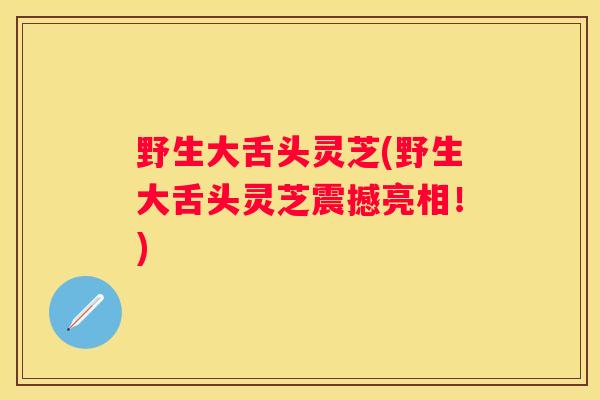 野生大舌头灵芝(野生大舌头灵芝震撼亮相！)
