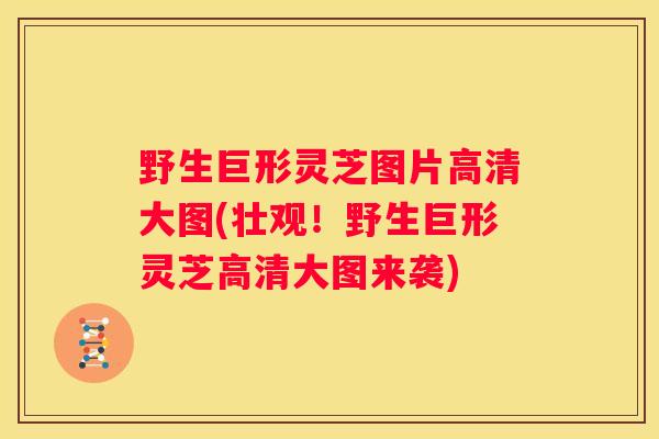 野生巨形灵芝图片高清大图(壮观！野生巨形灵芝高清大图来袭)
