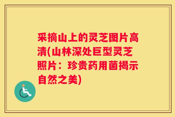 采摘山上的灵芝图片高清(山林深处巨型灵芝照片：珍贵药用菌揭示自然之美)