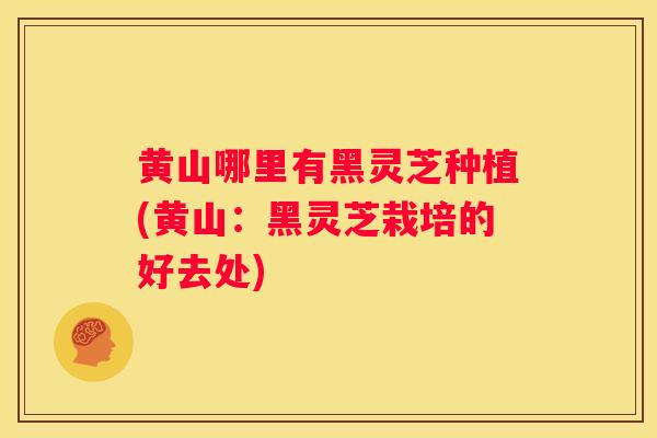 黄山哪里有黑灵芝种植(黄山：黑灵芝栽培的好去处)