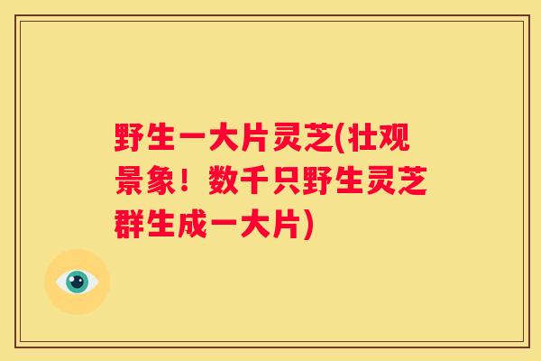 野生一大片灵芝(壮观景象！数千只野生灵芝群生成一大片)