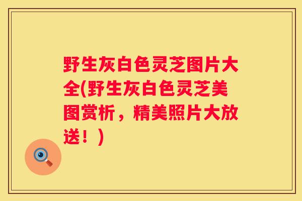 野生灰白色灵芝图片大全(野生灰白色灵芝美图赏析，精美照片大放送！)