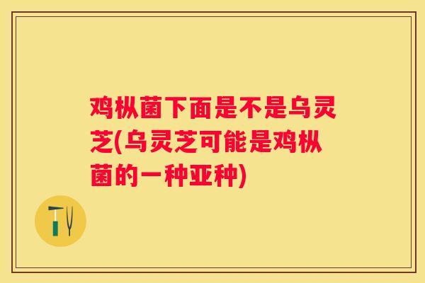鸡枞菌下面是不是乌灵芝(乌灵芝可能是鸡枞菌的一种亚种)
